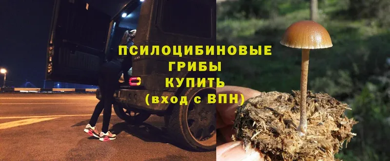 omg вход  площадка телеграм  Избербаш  Галлюциногенные грибы Psilocybe  цены  